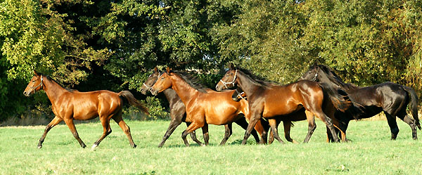 Jhrlinge und Zweijhrige in den Emmerauen - Trakehner Gestt Hmelschenburg - Foto: Beate Langels