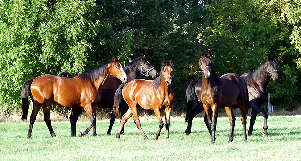 Trakehner Gestt Hmelschenburg - Foto: Beate Langels