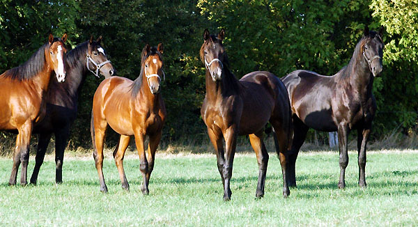  Trakehner Gestt Hmelschenburg - Foto: Beate Langels