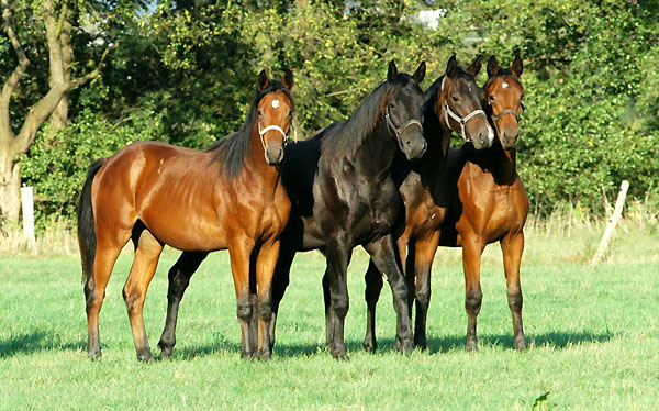  Trakehner Gestt Hmelschenburg - Foto: Beate Langels