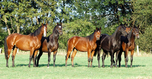 Trakehner Gestt Hmelschenburg - Foto: Beate Langels