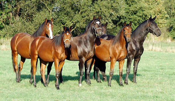  Trakehner Gestt Hmelschenburg - Foto: Beate Langels