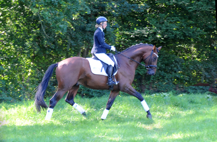 Saltazio - Trakehner Hengst von High Motion x Imperio - Foto Beate Langels