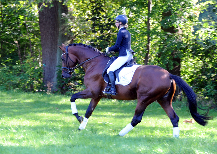 Saltazio - Trakehner Hengst von High Motion x Imperio - Foto Beate Langels