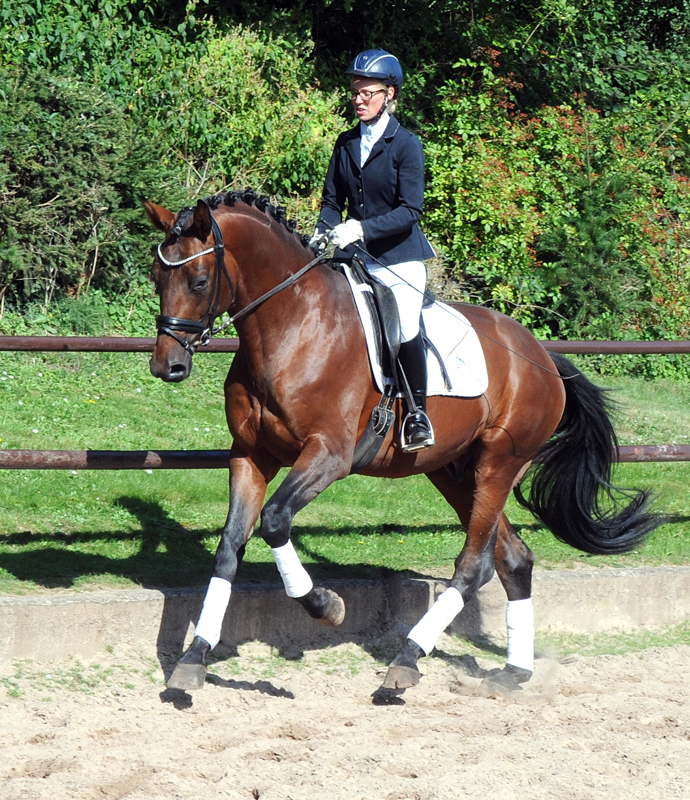 Saltazio - Trakehner Hengst von High Motion x Imperio - Foto Beate Langels