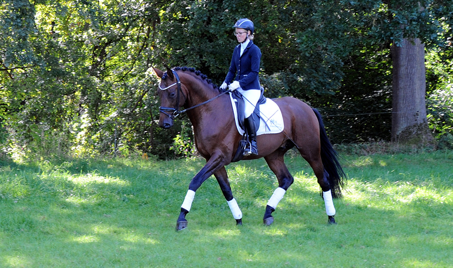 Saltazio - Trakehner Hengst von High Motion x Imperio - Foto Beate Langels