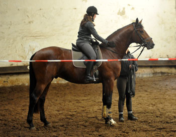 Trakehner Hengst von Freudenfest u.d. Pr.u.StPrSt. Tavolara v. Exclusiv  - Foto: Beate Langels - Trakehner Gestt Hmelschenburg