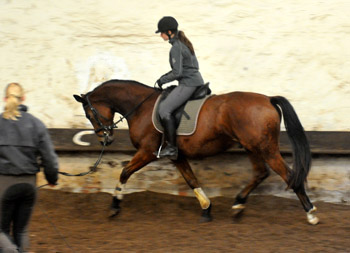 Trakehner Wallach von Showmaster u.d. Zaubermelodie v. Tuareg - Mahagoni