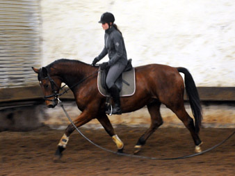 Trakehner Wallach von Showmaster u.d. Zaubermelodie v. Tuareg - Mahagoni