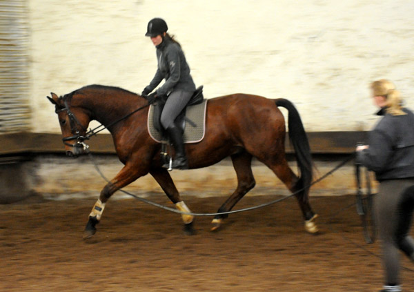 Trakehner Wallach von Showmaster u.d. Zaubermelodie v. Tuareg - Mahagoni