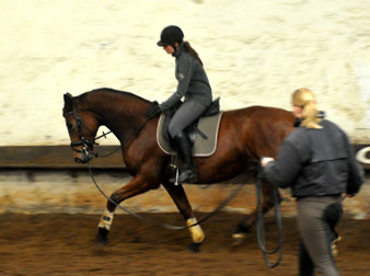 Trakehner Wallach von Showmaster u.d. Zaubermelodie v. Tuareg - Mahagoni