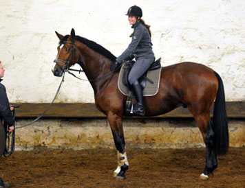 Trakehner Hengst von Freudenfest u.d. Pr.u.StPrSt. Tavolara v. Exclusiv  - Foto: Beate Langels - Trakehner Gestt Hmelschenburg