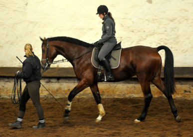 Trakehner Hengst von Freudenfest u.d. Pr.u.StPrSt. Tavolara v. Exclusiv  - Foto: Beate Langels - Trakehner Gestt Hmelschenburg