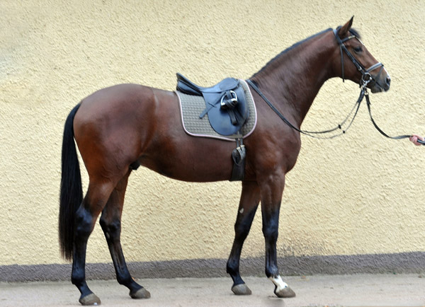 Trakehner Hengst von Freudenfest u.d. Pr.u.StPrSt. Tavolara v. Exclusiv  - Foto: Beate Langels - Trakehner Gestt Hmelschenburg