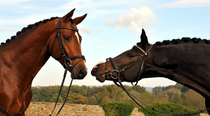 High Motion  und sein Vater  Saint Cyr v. Kostolany - Foto: Beate Langels - Trakehner Gestt Hmelschenburg