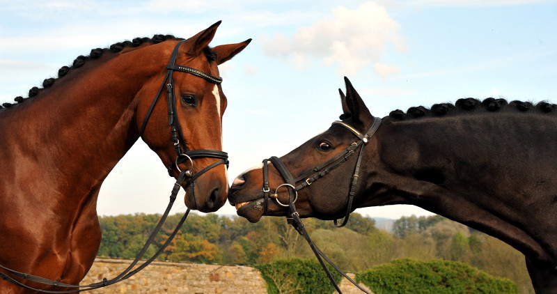 High Motion  und sein Vater  Saint Cyr v. Kostolany - Foto: Beate Langels - Trakehner Gestt Hmelschenburg