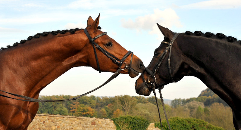 High Motion  und sein Vater  Saint Cyr v. Kostolany - Foto: Beate Langels - Trakehner Gestt Hmelschenburg