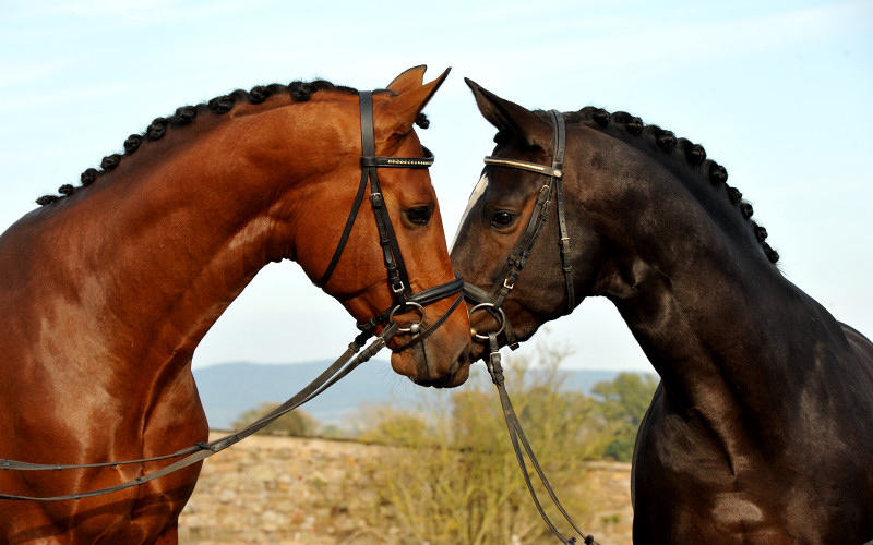 High Motion  und sein Vater  Saint Cyr v. Kostolany - Foto: Beate Langels - Trakehner Gestt Hmelschenburg