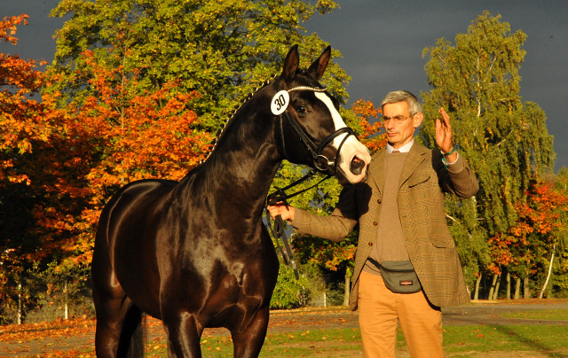 Greenwich Park - 2jhriger Hengst von Saint Cyr x Alter Fritz x Kostolany - Trakehner Gestt Hmelschenburg