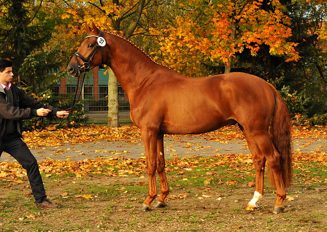 Tudor mit Zchtern und Besitzern - Trakehner Hengstmarkt 2014 - Foto: Beate Langels