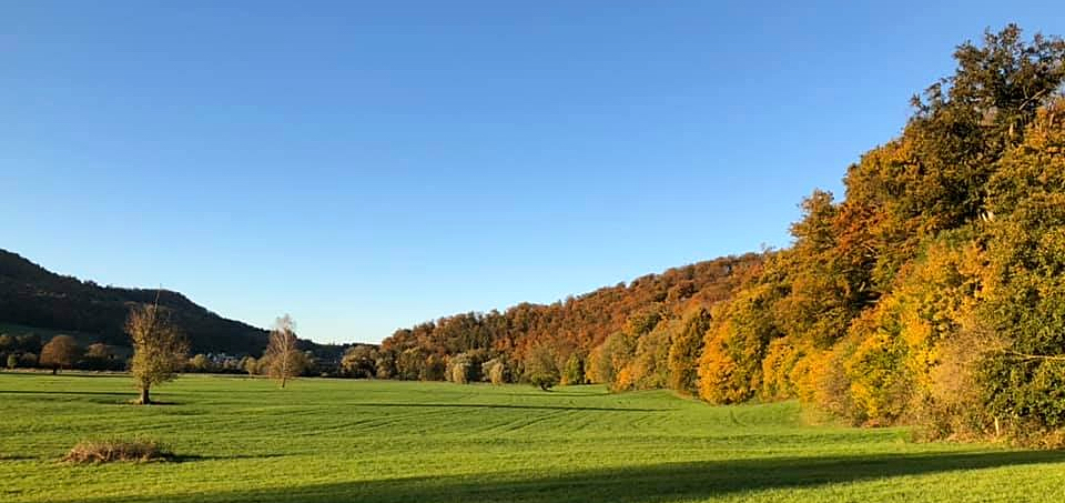 Goldener Oktober 2021 in Hmelschenburg  - Foto: Beate Langels - Trakehner Gestt Hmelschenburg
