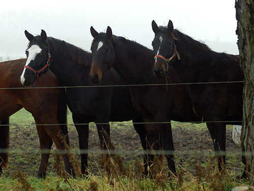 rechts: 2-jhrige Trakehner Stute von Exclusiv u.d. Kaiserzeit v. Summertime, Zchter: Trakehner Gestt Hmelschenburg Beate Langels