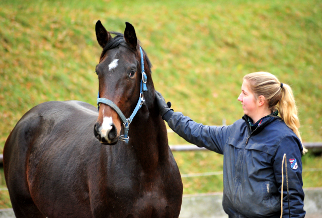 2,5-jhriger Wallach von Saint Cyr u.d. Guendalina