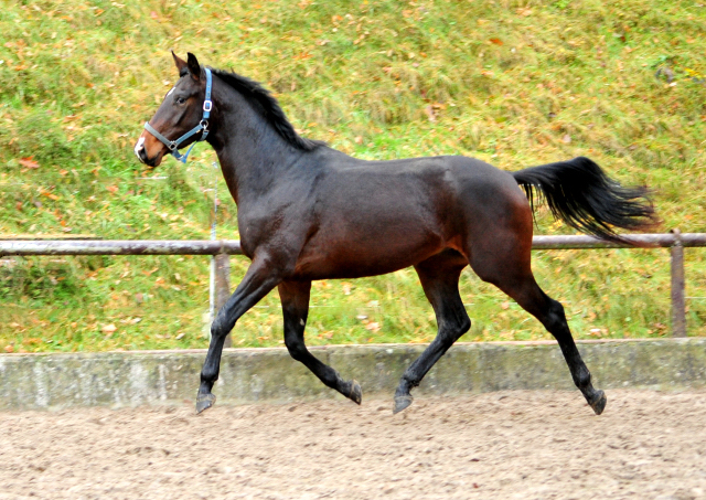 2,5-jhriger Wallach von Saint Cyr u.d. Guendalina