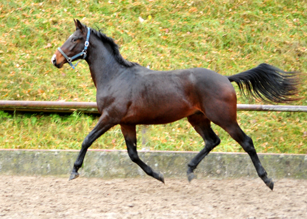 2,5-jhriger Wallach von Saint Cyr u.d. Guendalina