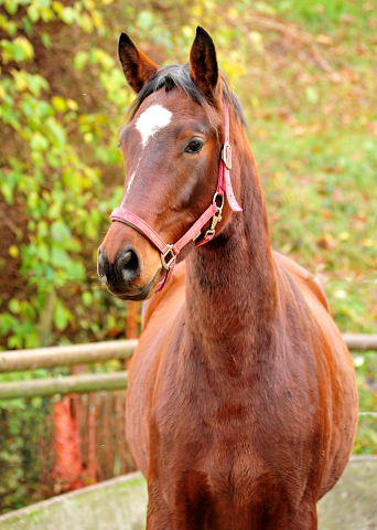 Trakehner Gelding by Oliver Twist out of Pr. a. StPrSt. Klassic by Freudenfest out of Elitemare v. Enrico Caruso - Gestt Hmelschenburg - Beate Langels