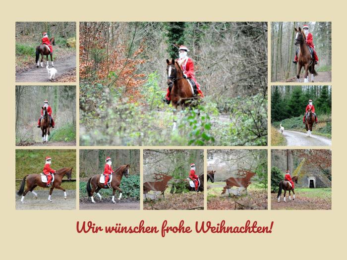 Frohe Weichnachten - Foto: Beate Langels - Trakehner Gestt Hmelschenburg