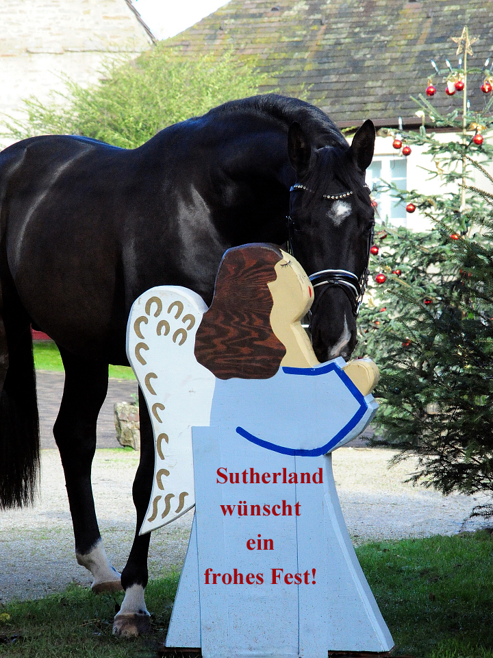 Prmienhengst Sutherland v. Saint Cyr x Touch my Heart - Foto Beate Langels - Trakehner Gestt Hmelschenburg