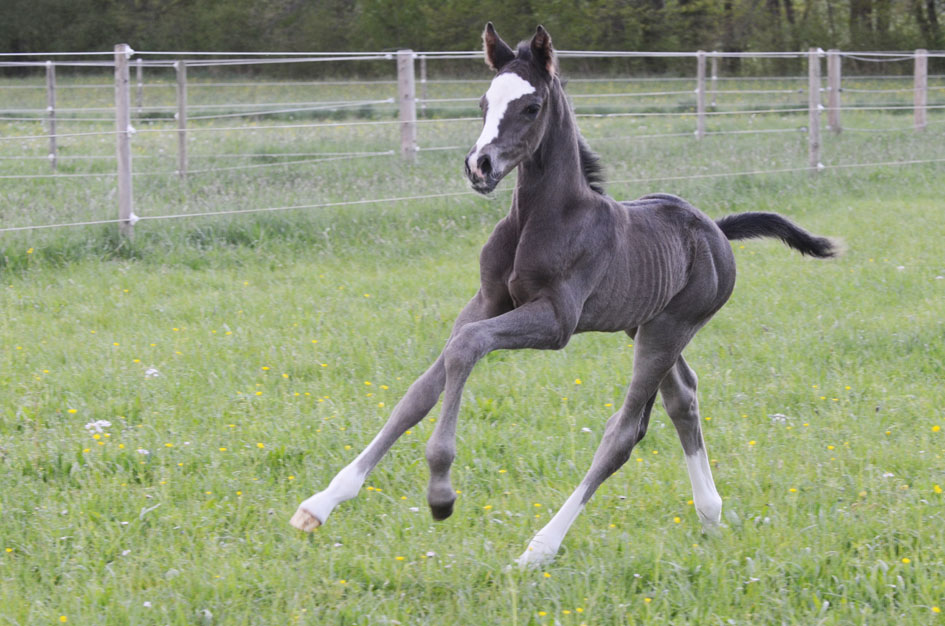 Trakehner Hengstfohlen von Saint Cyr - Friedensfrst, Foto: Luisa Klein