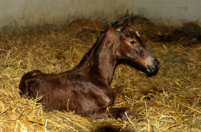 Oldenburger Filly Barinja by Oliver Twist out of Beloved by Kostolany - Foto: Beate Langels - 
Trakehner Gestt Hmelschenburg