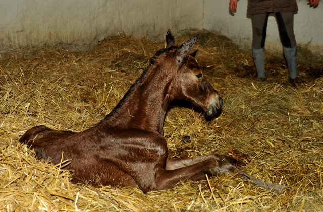 Oldenburger Stutfohlen Barinja von Oliver Twist u.d. Beloved v. Kostolany - Foto: Beate Langels - 
Trakehner Gestt Hmelschenburg