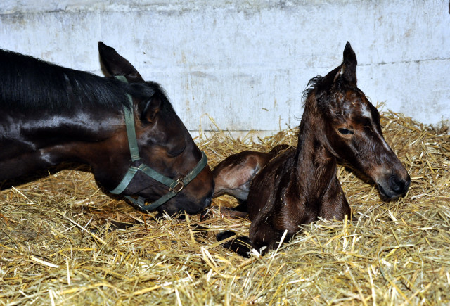 Oldenburger Filly Barinja by Oliver Twist out of Beloved by Kostolany - Foto: Beate Langels - 
Trakehner Gestt Hmelschenburg