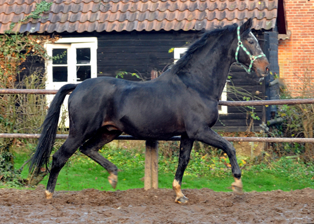 Der Hmelschenburger Trakehner Hengst Exclusiv und der Nikolaus - Foto: Beate Langels - Trakehner Gestt Hmelschenburg