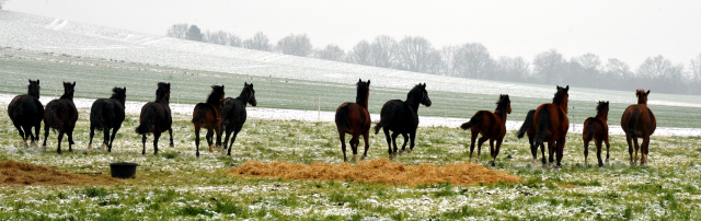 Stuten und Fohlen auf der Feldweide - 25. Januar 2014 - Gestt Hmelschenburg - Beate Langels