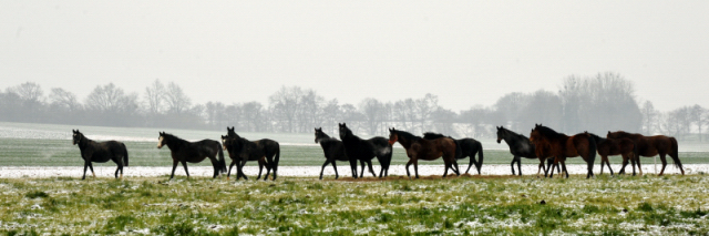 Stuten und Fohlen auf der Feldweide - 25. Januar 2014 - Gestt Hmelschenburg - Beate Langels