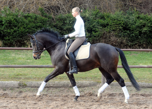 Trakehner Prmienhengst SAINT CYR v. Kostolany u.d. Elitestute Schwalbenspiel v. Exclusiv - Foto: Beate Langels - Trakehner Gestt Hmelschenburg