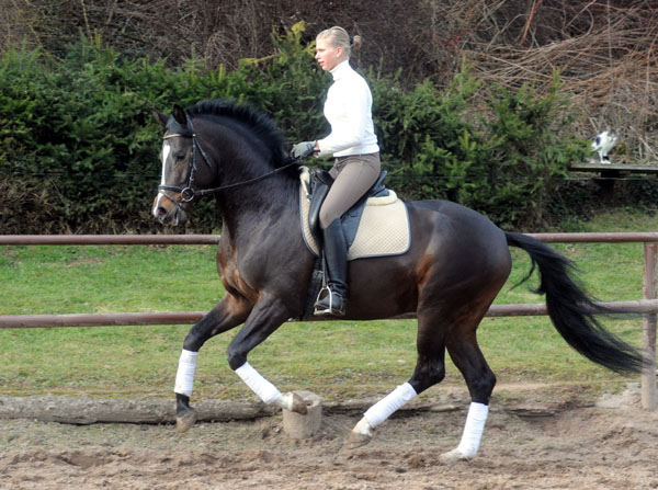 Trakehner Prmienhengst SAINT CYR v. Kostolany u.d. Elitestute Schwalbenspiel v. Exclusiv - Foto: Beate Langels - Trakehner Gestt Hmelschenburg