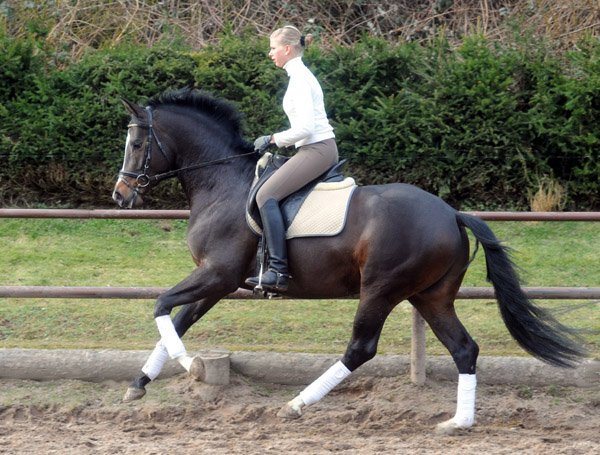 Trakehner Prmienhengst SAINT CYR v. Kostolany u.d. Elitestute Schwalbenspiel v. Exclusiv - Foto: Beate Langels - Trakehner Gestt Hmelschenburg