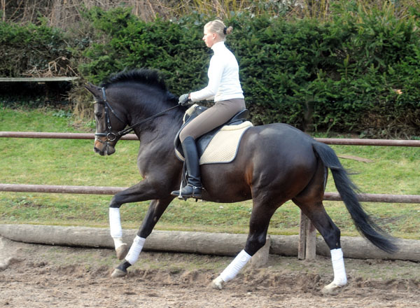 Trakehner Prmienhengst SAINT CYR v. Kostolany u.d. Elitestute Schwalbenspiel v. Exclusiv - Foto: Beate Langels - Trakehner Gestt Hmelschenburg