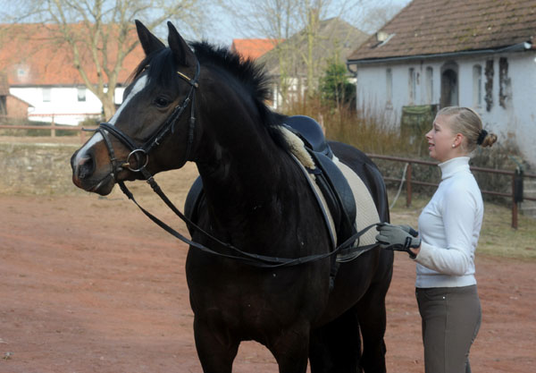 Trakehner Prmienhengst SAINT CYR v. Kostolany u.d. Elitestute Schwalbenspiel v. Exclusiv - Foto: Beate Langels - Trakehner Gestt Hmelschenburg