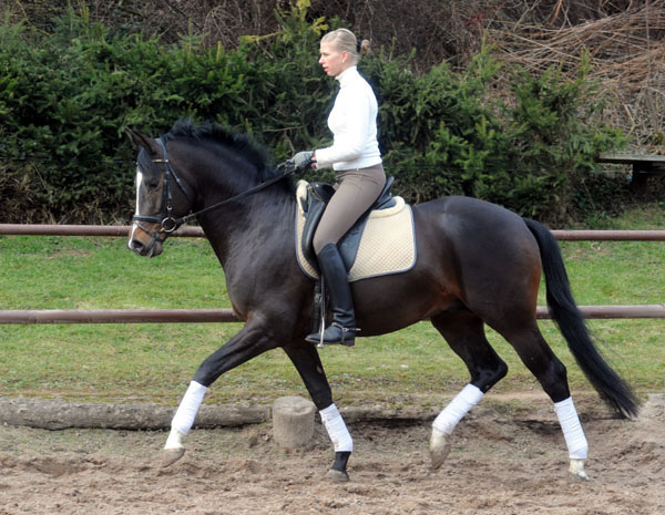 Trakehner Prmienhengst SAINT CYR v. Kostolany u.d. Elitestute Schwalbenspiel v. Exclusiv - Foto: Beate Langels - Trakehner Gestt Hmelschenburg