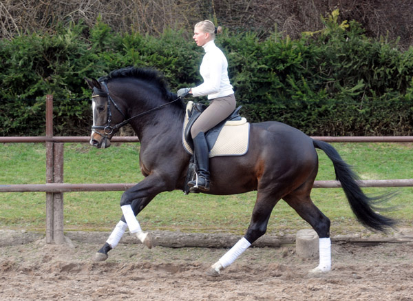 Trakehner Prmienhengst SAINT CYR v. Kostolany u.d. Elitestute Schwalbenspiel v. Exclusiv - Foto: Beate Langels - Trakehner Gestt Hmelschenburg