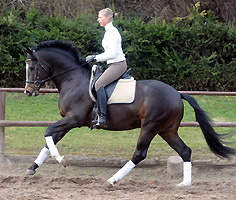 Trakehner Prmienhengst Saint Cyr v. Kostolany - Exclusiv