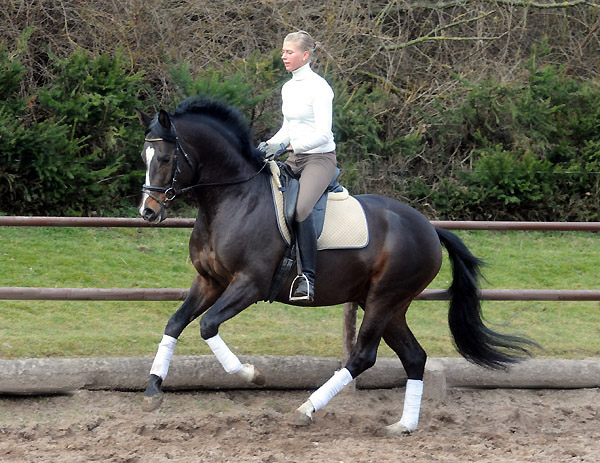 Trakehner Prmienhengst SAINT CYR v. Kostolany u.d. Elitestute Schwalbenspiel v. Exclusiv - Foto: Beate Langels - Trakehner Gestt Hmelschenburg