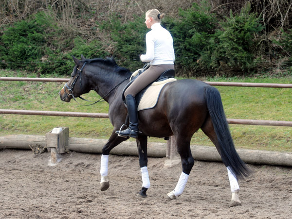 Trakehner Prmienhengst SAINT CYR v. Kostolany u.d. Elitestute Schwalbenspiel v. Exclusiv - Foto: Beate Langels - Trakehner Gestt Hmelschenburg