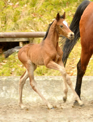 Trakehner Filly by Saint Cyr out of Pr. u. StPrSt. Karena by  Freudenfest - Foto: Beate Langels, Trakehner Gestt Hmelschenburg